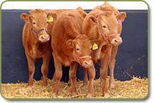 Wagyu females on pasture