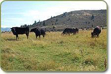Wagyu females on pasture