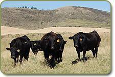 Wagyu females on pasture