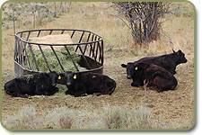 Wagyu females