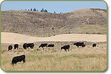 Wagyu females on pasture