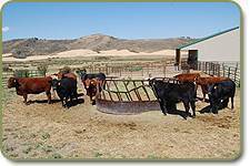 Red and Black Angus recipient cows